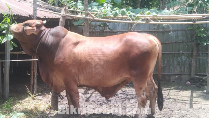 বাদশা বিক্রি করা হবে
